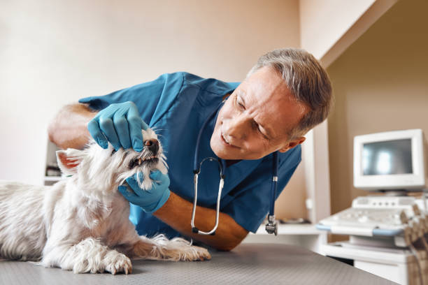 Best Cosmetic Emergency Dentistry in Wauchula, FL